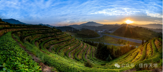 作家采风团在万阳红茶旅文化园