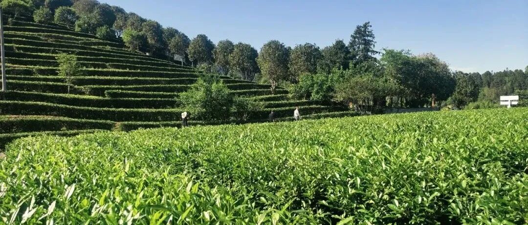 万阳红茶园