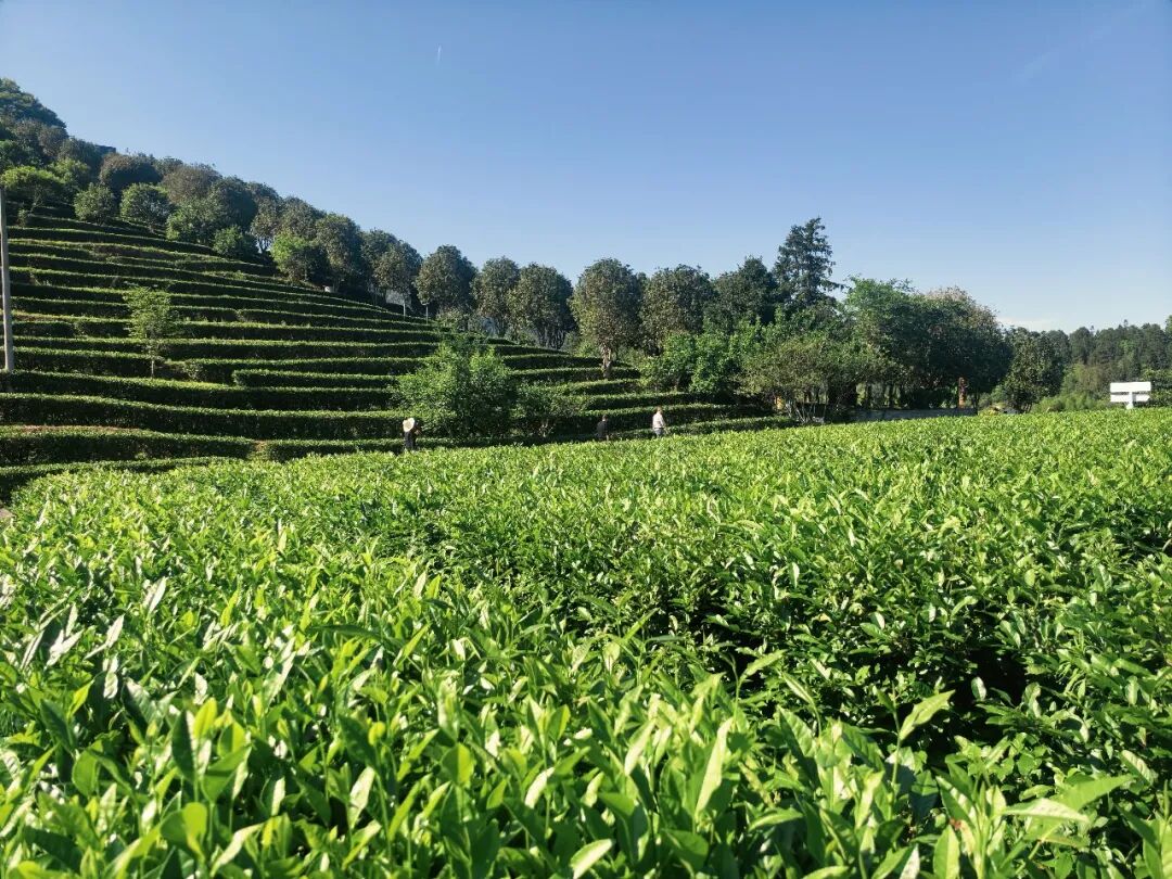 万阳红茶厂